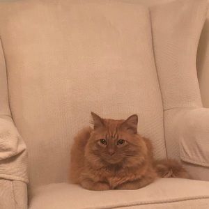 Meet your Posher, Riley